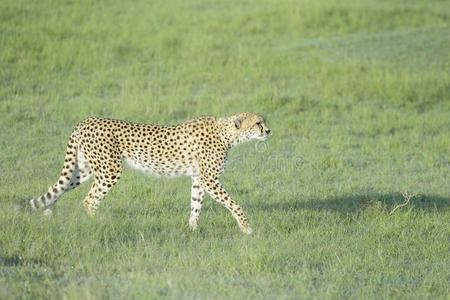 非洲猎豹步行采用高的草向无树大草原