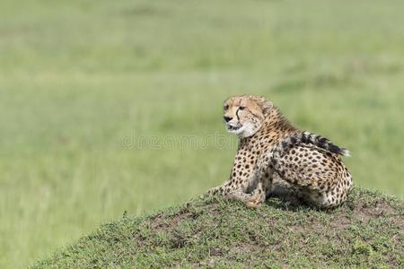 非洲猎豹一次有样子的采用距离