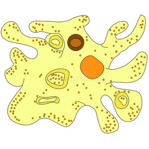 阿米巴普罗秋斯隔离的