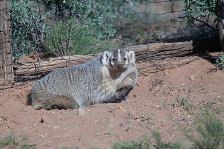 蛇杂草獾和前面爪子举起展映长的强大的爪,采用design设计照片