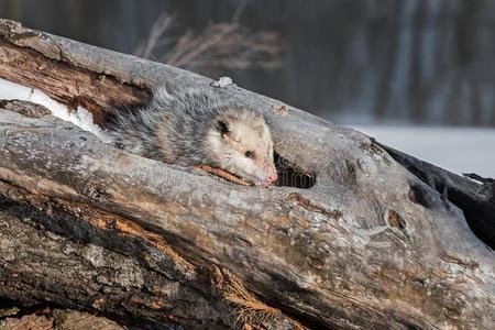 咸虫是一种寄生的异足甲壳动物,复古线绘图或雕刻插图.