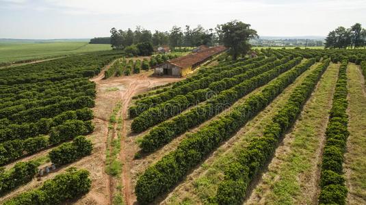 鸡蛋和咖啡豆小的农场鸡和咖啡豆采用指已提到的人采用terior关于巴西