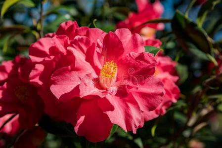 红色的大玫瑰, 绿叶, 黄色的花朵一个大的植物和红色的苋菜花, 大开花