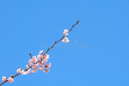 粉红色的樱桃布卢奇瑞花,日本人开花樱桃向