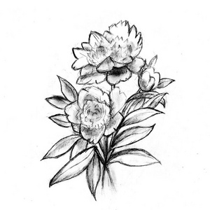 很美好的草图关于花.照片