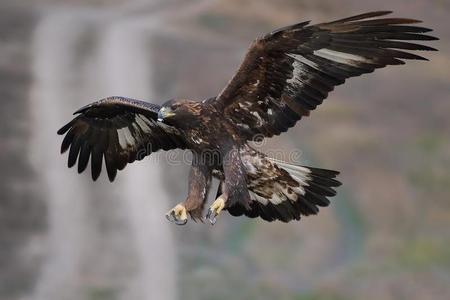 金色的鹰进来的飞行照片