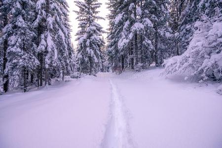 冬下雪的森林