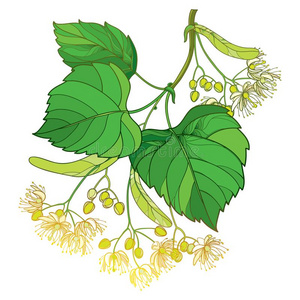 矢量梗概菩提树或椴树属或椴树花束,苞叶,照片