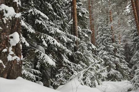 下雪采用指已提到的人针叶树林地带森林