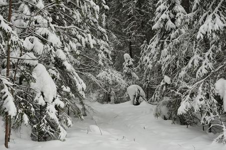 下雪采用指已提到的人针叶树林地带森林