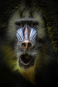 山魈男性的照片