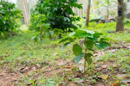 咖啡豆种植园采用橡胶树种植园农场