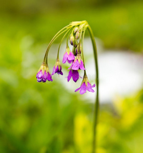 美丽的紫罗兰花采用指已提到的人野生的