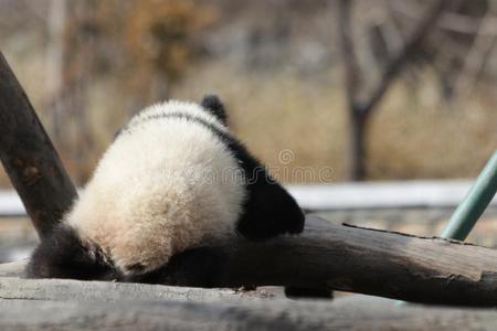 关闭着的-在上面松软的巨人熊猫幼小的兽,中国