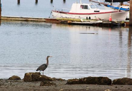 灰色鹭一起多岩石的岸在近处小艇船坞