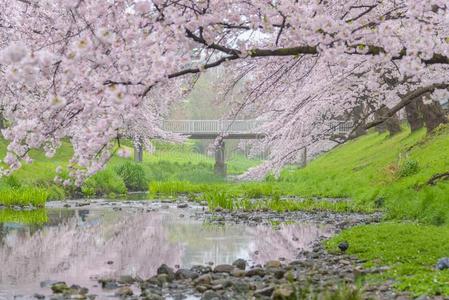 立花图片 立花素材 立花插画 摄图新视界
