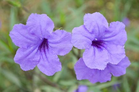沃特卡农紫色的卢莉娅土豆花采用自然花园照片