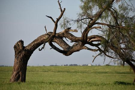 弯曲的树干图片-弯曲的树干素材-弯曲的树干插画-摄图新视界