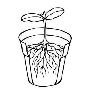 花罐和泥土.种子,发芽和两个树叶和根.floodlight泛光照明插画