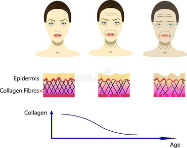 矢量说明和老化过程,密谋为cosmetologica