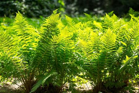 羊齿植物采用指已提到的人阳光