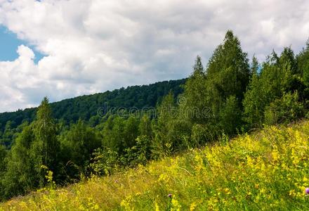 野生的草本植物向一山坡照片