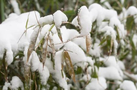 竹子树叶大量的在旁边雪