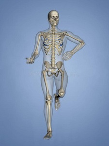 数字肋骨第六肋骨,肋骨笼子,3英语字母表中的第四个字母模型照片