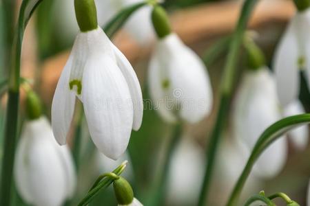 关在上面关于早的春季雪花莲采用木材采用苏格兰