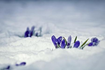 番红花属花大量的采用雪