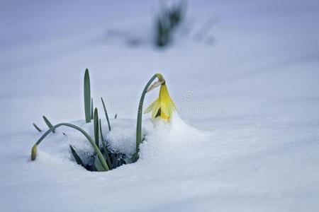 黄色的水仙花大量的采用雪