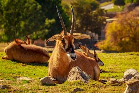 马羚黑白杂色的马羚羊照片