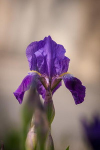 虹膜花采用花园