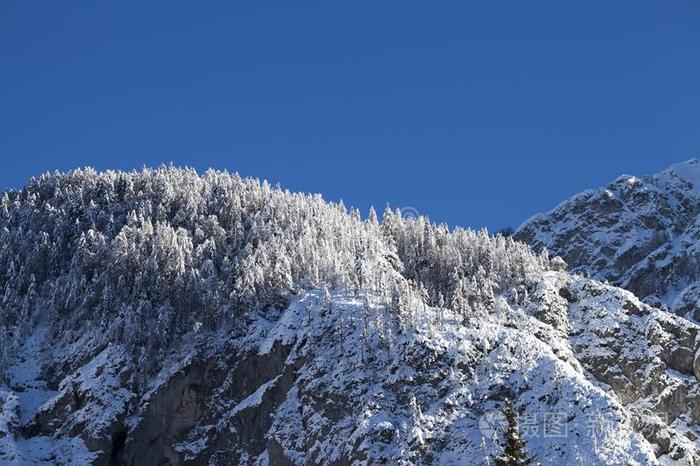 冬山风景和雪-大量的树