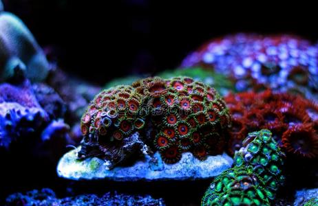 珊瑚珊瑚虫采用礁水族馆油箱地点