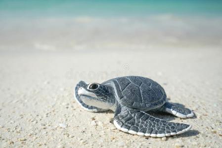 小的海龟向沙的海滩