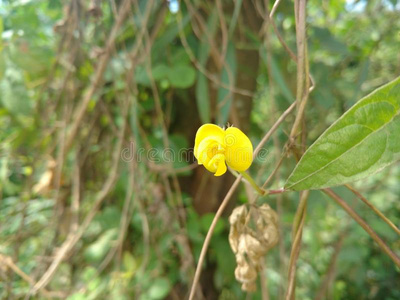 黄色的花采用指已提到的人公园可移动的拍摄