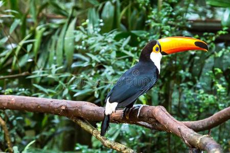 巨嘴鸟向指已提到的人树枝采用热带的森林关于巴西苏木