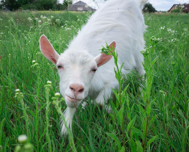 关-在上面白色的山羊草上晒白法向绿色的草地在村民国家