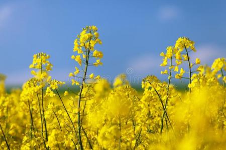 开花油菜籽加拿大油菜或菜种