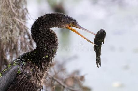 美洲蛇鸟吃一鱼照片