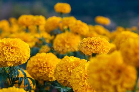 美国人万寿菊黄色的金盏花属植物盛开的采用花园背景