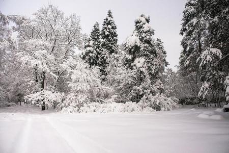 沉思的沉寂的冬早晨采用下雪的公众的森林公园.