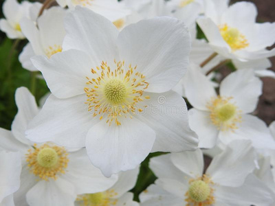 美丽的白色的花采用花园,立陶宛