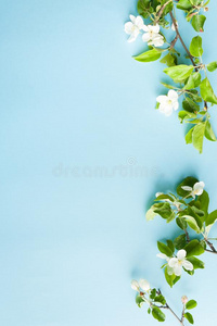 花苹果树向蓝色背景
