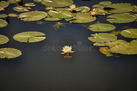 不固定的水百合花向一荷兰人的河