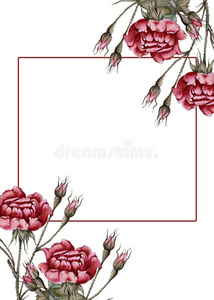 招呼卡片和玫瑰和芽.隔离的向白色的背景.