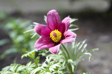 白头翁花寻常的,春季粉红色的紫色的花和黄色的英语字母表的第3个字母