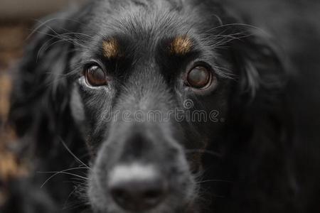 特写镜头肖像关于美丽的黑的獚狗狗.集中向眼睛.