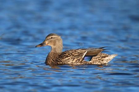 漂亮的女性的游泳野鸭鸭子照片